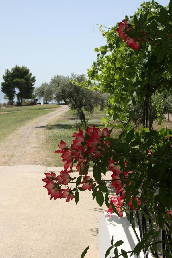 Villa Vlichos Amarynthos Exteriör bild